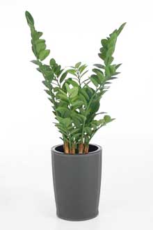 Zamioculcas zamiifolia im Kunststoffkübel BOTANLUX