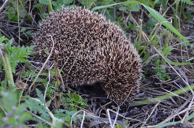 Igel in Gefahrenstellung